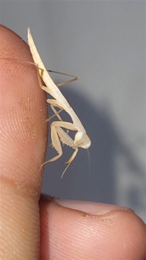My Mantis Is Getting Bigger! 😱 #mantislife #prayingmantis #naturelovers #molting #insectlovers