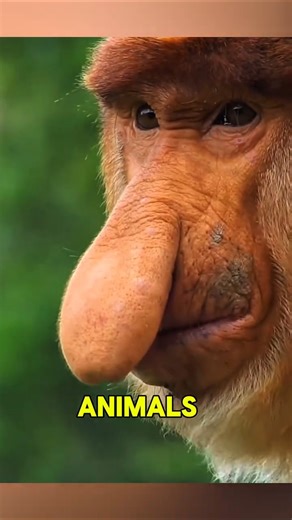 “The Most Astonishing Monkey Ever Seen”