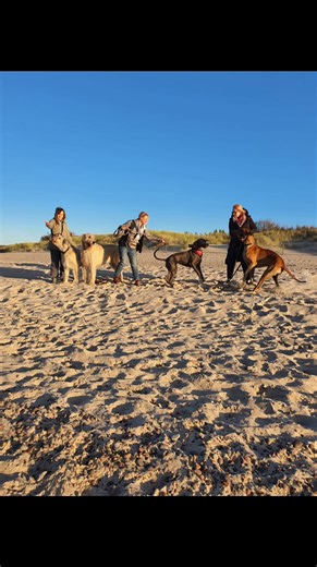 Wilczarz Irlandzki vs Dog Niemiecki. Ustawić je razem do zdjęcia to jak próbować obok góry zatrzymać wiatr. #wilczarz #wilczarzirlandzki #wolfhound #irishwolfhound #ilovemydog #irishwolfhounddaily | Ewa Matusiak IrishWolfhound