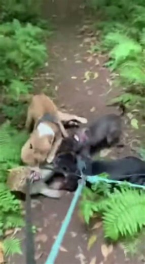 5 Pitbulls vs Wild Leopard - Insane Forest Encounter!