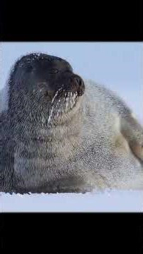 Polar Bears Epic Antarctic Journey ❄️ You Won’t Believe This! 🧊🐻 #wildlife #animals #polarbear