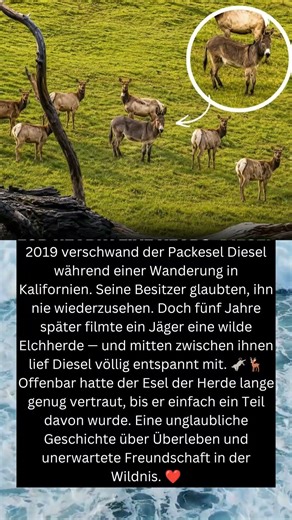 🫏🦌 Ein verschwundener Esel lebte 5 Jahre heimlich mit wilden Elchen