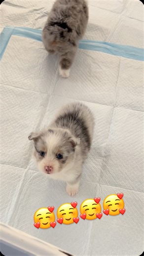 Mini Aussie Breeder on Instagram: "Girly x Cameron babies are so darn 🥰 I just LOVE them!! Www.legendsminiaussies.com #puppy #puppylove #puppies #miniaussies #miniaussiesofinstagram #miniaussie #puppiesofinstagram #puppiesofig #puppiesofinstagram #miniaussiesofig #puppiesofinsta #miniaussiesofig #love #lovepuppies #lovepuppies☺️ #loveyou #loveit #puppers #pup"