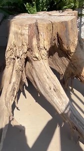 Real Wood Tree Stump (cedar) With Exposed Roots - Etsy