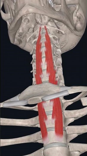 "Anterior Neck Muscles: Longus Colli | Full Anatomy & Function Overview"