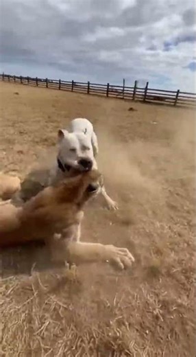 Dog vs Lioness: The Ultimate Fight for Survival! 🦁😱