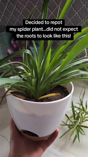 Repotting My Spider Plant: Surprising Root Reveal