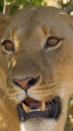 Wild Animals Life in the Jungle | Amazing Wildlife Moments 🦁🌿 #trendingshorts #shortvideo #animals