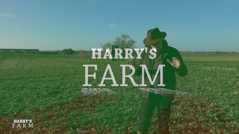 Spring Crops, New Fences and Stone Wall Plans