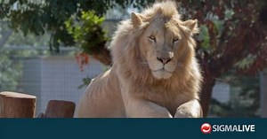20 χρόνια Pafos Zoo: «Από ένα χωράφι με ελιές σε ένα μικρό παράδεισο με ζώα»