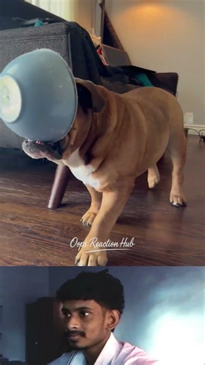 Look at the crazy bulldogs!