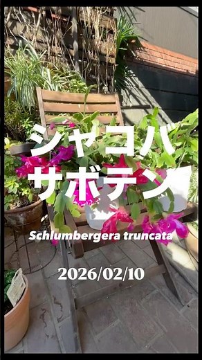 Schlumbergera truncata⠀2026 2 10How to grow and enjoy Schlumbergera truncata! Tips for enjoying t...