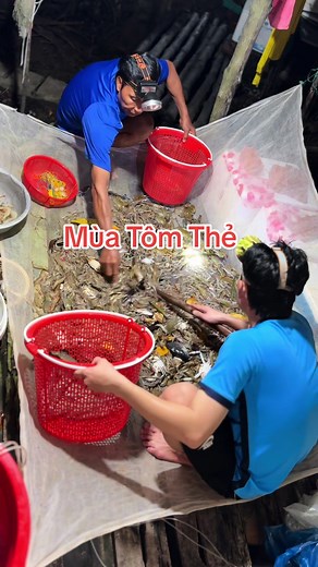 Mùa tôm thẻ tự nhiên Cà Mau sắp hết