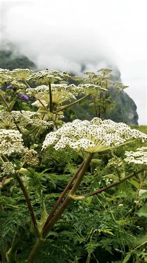 CAMP HIMALAYAS "Exploring the majestic Himalayan treks of Uttarakhand! 🏔️ Which one next?"