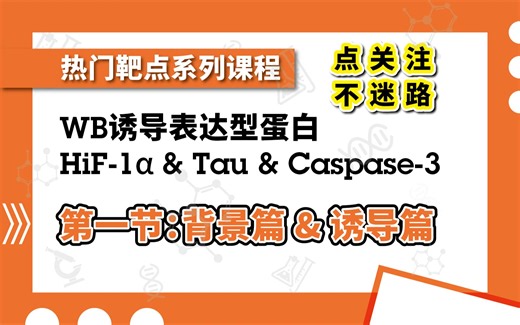 WB无信号？条带多？条带大小不对？WB检测诱导型蛋白典型案例分享之HiF 1α、Caspase 3和Tau