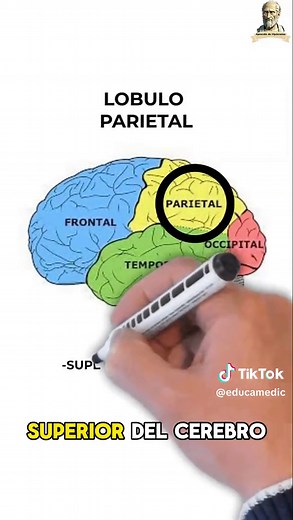 Lóbulos Cerebrales: Anatomía y Funciones Explicadas 🧠