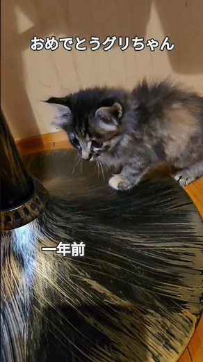 誕生日おめでとうグリ🎂 #グリとりん #誕生日 #かわいい猫 #ねこのいる暮らし