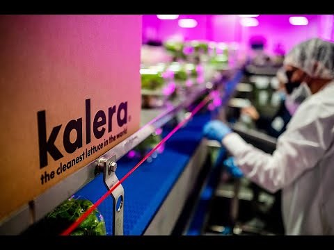 Vertical farmer Kalera delivers the freshest lettuce possible with Philips LED grow lights