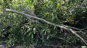 New law allows property owners to remove, trim trees without a permit