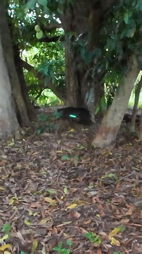 bowhunting heart shot on wild boar!