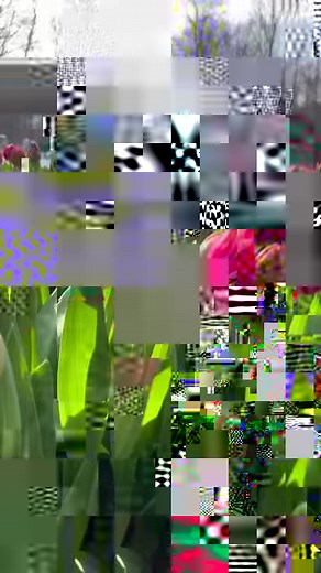 13K views · 273 reactions | Happy first day of spring!  We're very much looking forward to all that spring brings. What you're favorite part of the season? These happy little tulips are venturing out from @mettoweemint in Dorset, VT | The Vermont Country Store | Facebook