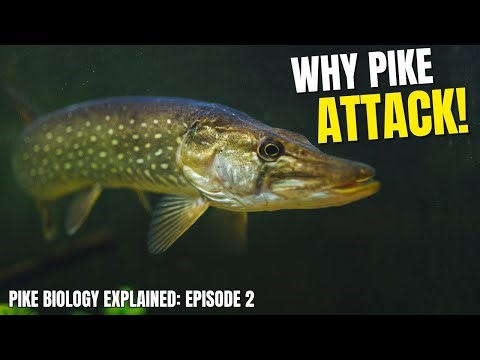 Pike Biology Explained Ep2 | Why Pike Attack: Feeding Modes