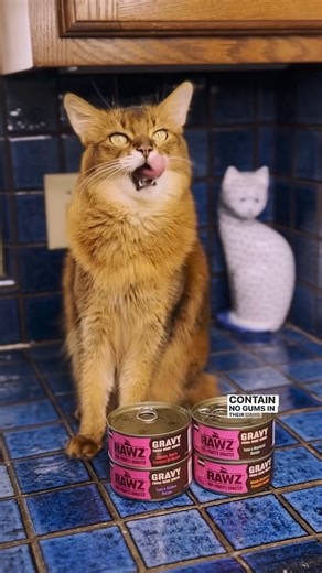 “RAWZ recipes are high meat, contain no gums in their cans, and designed to feed little carnivores like me!” 😼 Summer knows real good food which is why she loves RAWZ, the closest thing to feeding raw. 😋 📸: @summerstravels | RAWZ Natural Pet Food