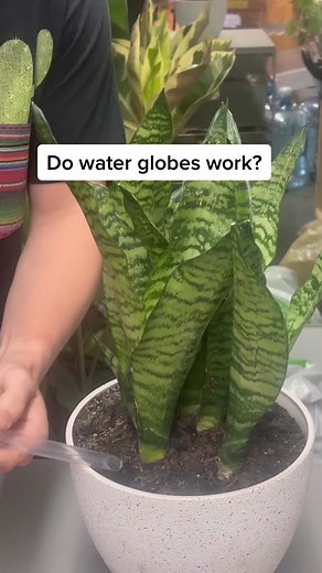 Stay away from the water globe! #tiktoktaughtme #tiktokpartner #planttips #houseplants