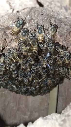 “The Secret Life of Bees in a Tree Hole 🐝🌿 (Real Footage)”