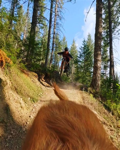 Introducing the tail-cam, invented by Evan Macalister 🐕 He put #HyperSmooth video stabilization to the test with this innovative camera angle, earning himself a $1,000 GoPro award. Black Friday savings start now: shop cameras from $199 on GoPro.com. | GoPro