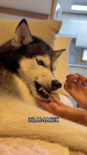 I think I’m pretty chill, right?!😏My worst enemy part 2….. face CREAM! #dramatic #husky #unimpressedhusky #facecream | Unimpressed Husky