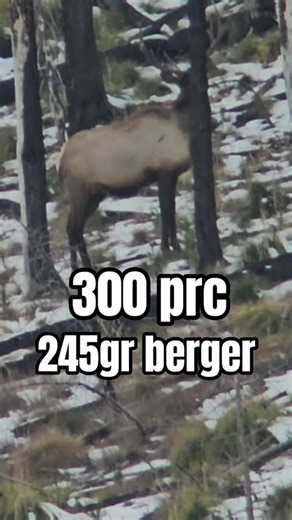 245 grain berger hammers bull elk