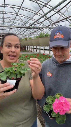 ⭐ This One Step Keeps Geraniums Healthy - Deadheading Geraniums 101