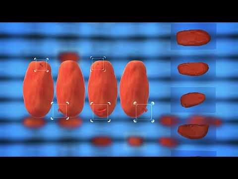 Infinity: the artificial intelligence for food sorting | RAYTEC VISION SpA