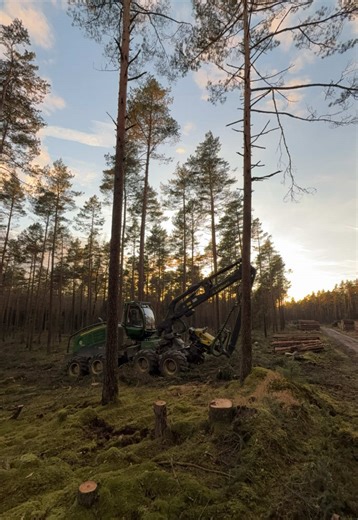 Exploring Germany's Forestry and Woodworking Industry