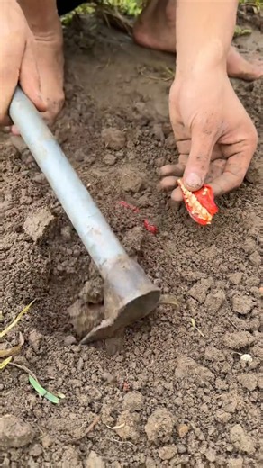 Planting Chili peppers plant Tutorial #farming #shorts
