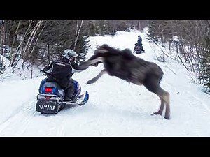 These 3 Moose Attacks Are The Most SAVAGE Of All Time!