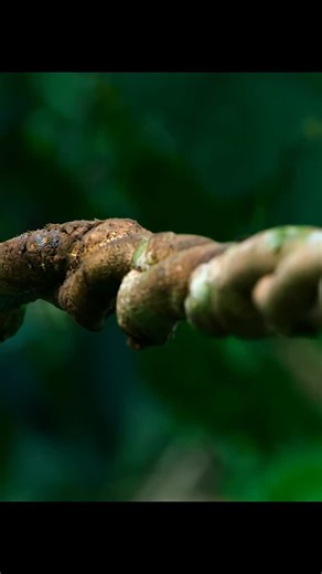 Wildlife Documetaries on Instagram: "The Pygmy marmoset. #animalworld #animals #documentary #naturephotography #nature #wild #wildlife"