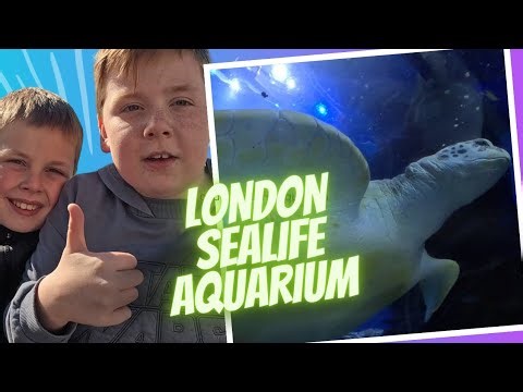 LONDON SEA LIFE AQUARIUM. IS IT WORTH A VISIT?