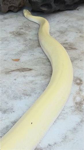 A white python slithering and creating beautiful shapes on a white rock formation looks amazing! ...