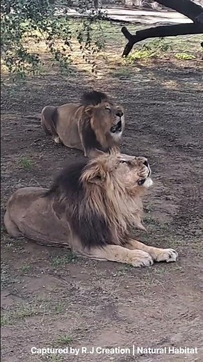 Real Shrek Roar Caught on Camera | Unbelievable Wild Power 😱🔥