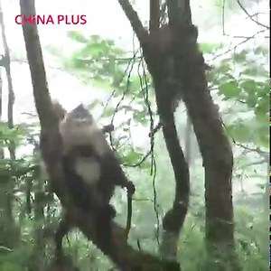 5.3K views · 144 reactions | The black snub-nosed monkey, an endangered species that was once on the brink of extinction, now has a population of nearly 4,000 in China. Fun fact: The redder the monkey's lips, the healthier it is! #EcoFuture | China Plus Culture | Facebook