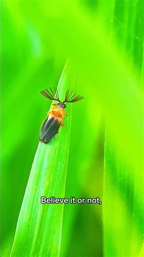 Nature’s Most Beautiful Living Radar 🛰️🪲#firefly #insects #short #viral #nature #macro