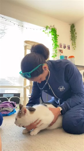 Winston is very shy but definitely comes out of his shell for treats and wand toys. Churu and gentle, calm movements from Dr. Smith made all the difference in the success of his full annual exam and vaccinations! #felinemobilevet #nova #northernva #lowstresshandling | Feline Fine Mobile Vet