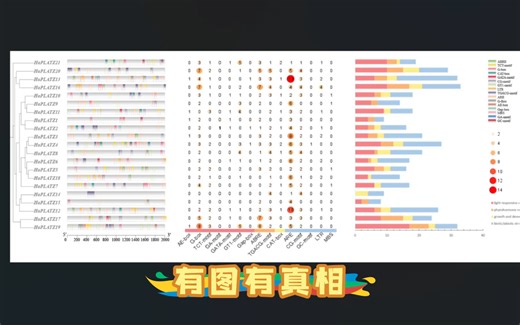 【基因家族速通】18.一图详细展示顺式作用元件#进化树&顺式作用元件可视化&气泡图&堆积图#Tbtools、Excel和AI绘制教程