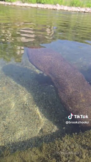 巨大なサンショウウオを発見！