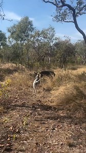 Cuộc chiến giữa Heo rừng và Chó săn #thiênnhiên #Thưgiãn | Su Thieu