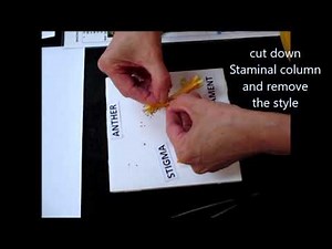 Year 8 Science: Flower Dissection