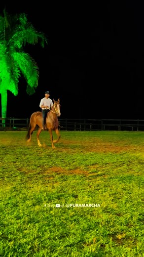 PuraMarcha Marketing - Eventos | 💥Ione do Yuri (Atrevido da Morada Nova x Banda do Yuri) ✨Live de Criação Haras Yuri - @harasyuri 🚨Estamos ao vivo pelo YouTube da... | Instagram