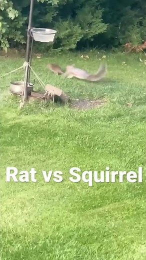 Rat vs Squirrel